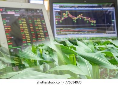 Corn Crop Field Season And Computer Screen Of Technical Price Chat And Stock Trading. Agricultural And Commodities Future Price Market Concept.