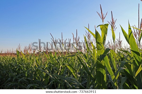 corn-crop-large-open-space-600w-737663911.jpg