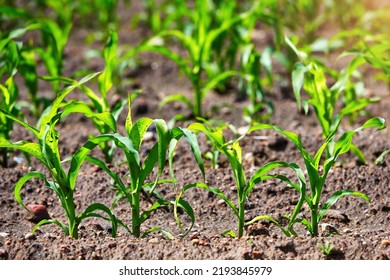 Corn Crop On Farm Field. Grow And Plant Corn. Corn Crop Gardening. Cornfield, Young Sprouts Growing In Rows. Rows Of Young Corn Plants On Farm Field In The Sun
