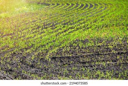 Corn Crop On Farm Field. Grow And Plant Corn. Corn Crop Gardening. Cornfield, Young Sprouts Growing In Rows. Rows Of Young Corn Plants On Farm Field In The Sun
