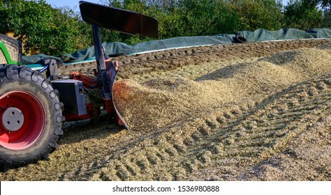 Corn Crop, Corn Silage Pile With Tractor Stuck