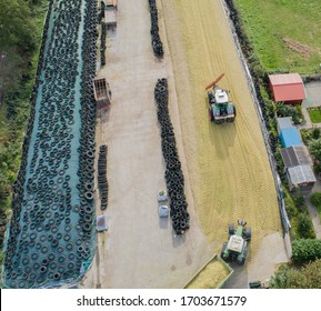 Corn Crop, Corn Silage Pile With Tractor Stuck