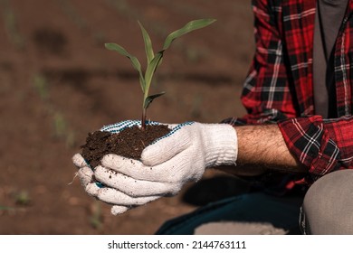 Corn Crop Sprout In Male Farmer's Hands, Close Up With Selective Focus