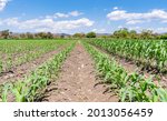 Corn cropfield in central america. Corn cropfield in guatemala