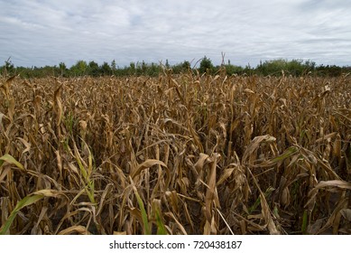 The Corn Crops Failed Due To Drought