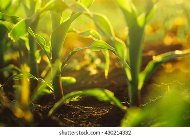 Corn crops growing in field, sunlight flare, selective focus - Shutterstock ID 430214332