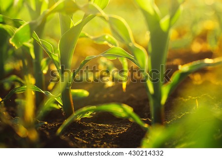 Corn crops growing in field, sunlight flare, selective focus