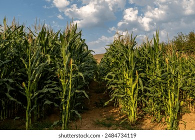 Corn crops in the Isle of Wight summer sunshine - Powered by Shutterstock