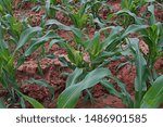 corn damage from fall army worm