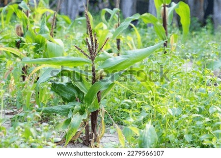 Corn does not grow due to lack of nutrients.
