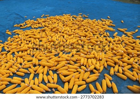 Corn drying after harvest at Matlab, Chandpur in Bangladesh