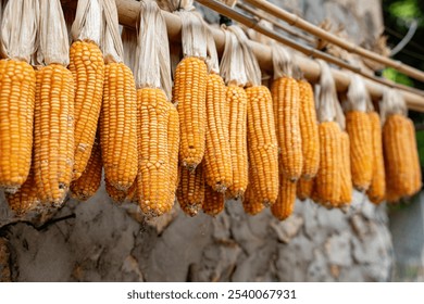 A lot of corn is drying in the sun and hanging from the ceiling. This is a homestay in Meo Vac, Ha Giang city. Hanging yellow corns at warehouse. Traditional way of drying corn