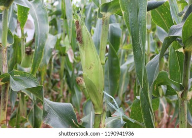 Corn ear with green husk, crop planting at field. - Shutterstock ID 1190941936
