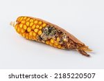 Corn ear with insect damage to kernels. Insect control and prevention, pesticide, and insecticide application concept