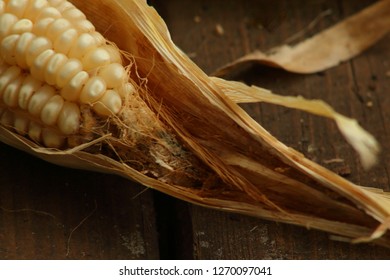 Corn Ear Worm Damage