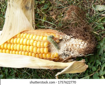 Corn Ear Worm On Corn Cob