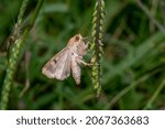 A Corn Earworm Moth (Helicoverpa zea) is looking for some nectar on the tiny blooms of a grass seed head. Raleigh, North Carolina.