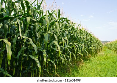 Corn Farm