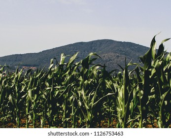 The corn farm