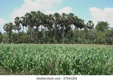 corn farm
