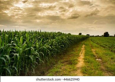 Corn Farm