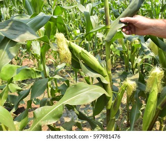 corn farm