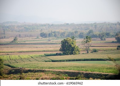 Corn Farm