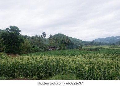 Corn farm