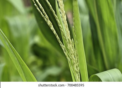 Corn farm