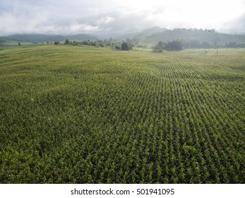 Corn Farm Aerial View