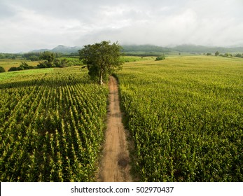 Corn Farm Aerial View