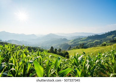 Corn Farm On Hill With Blue Sky And Sunset Background