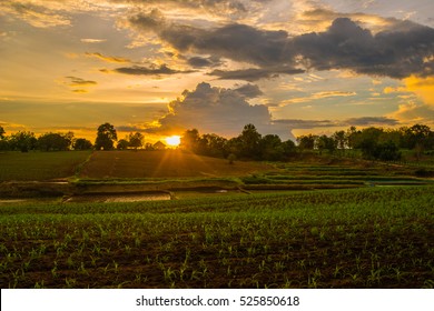 Corn Farm On Sunrise