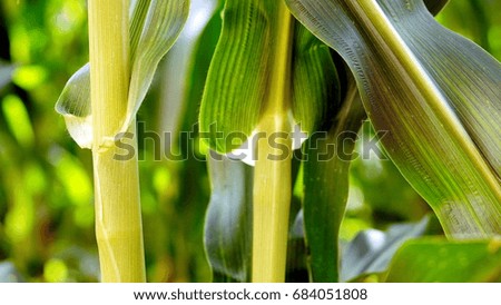 Corn farm. The yellow sweet corns or maizes, the large grain plant.