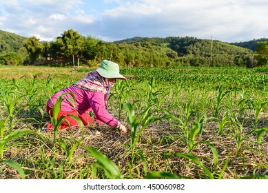 Corn farmer