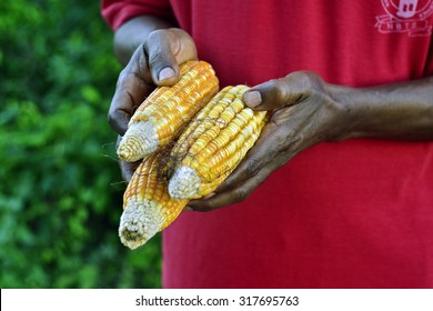 Corn, Farmer, Abuja, Nigeria, West Africa, Food.