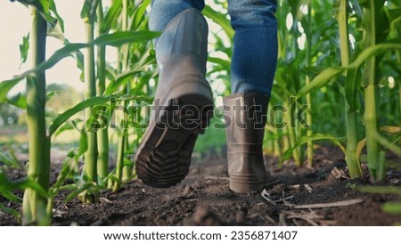 corn farming. a farmer walks next to a field of corn close-up of his feet in rubber boots. agriculture business corn maize concept . farmer feet in rubber boots with a shovel lifestyle