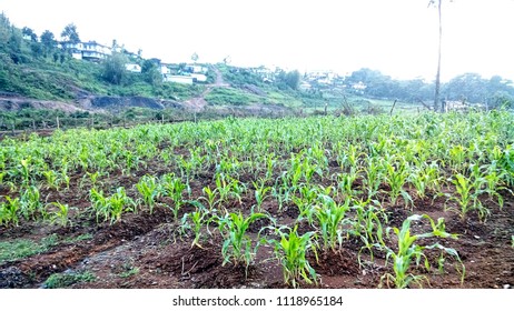 A Corn Field