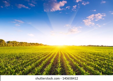 Corn field - Shutterstock ID 140658412