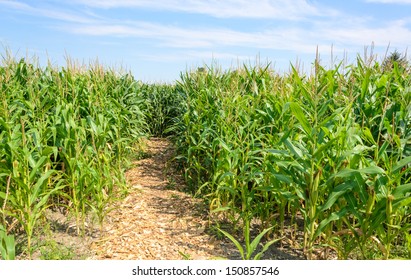 Corn field