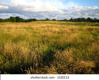 Corn Field