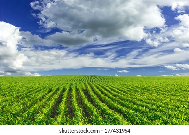 Corn Field