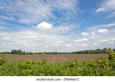 Corn field