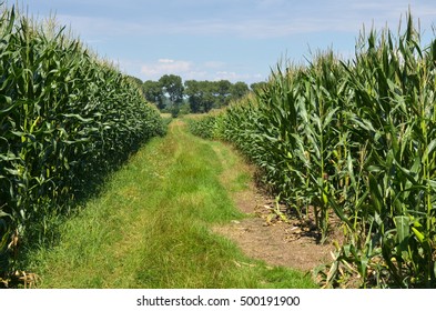 Corn field