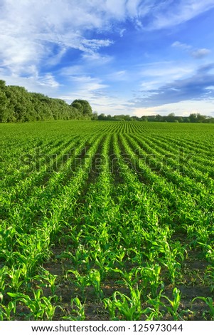Corn field