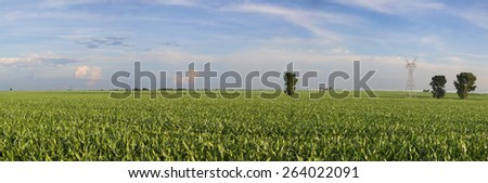 Corn field 
