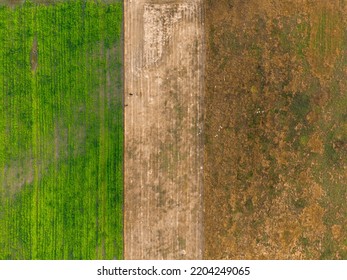 Corn field. aerial agricultural land, Aerial view over hilly field with rows of corn plants at bright summer day, Above view on green corn and yellow field with hay bales, farm field agriculture.