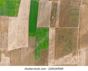 Corn field. aerial agricultural land, Aerial view over hilly field with rows of corn plants at bright summer day, Above view on green corn and yellow field with hay bales, farm field agriculture.