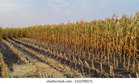 Corn Field Affected By Drought Drought Stock Photo 1152700571 ...