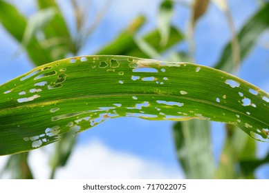 Corn in the field after Armyworm attack, maize leaves with small holes